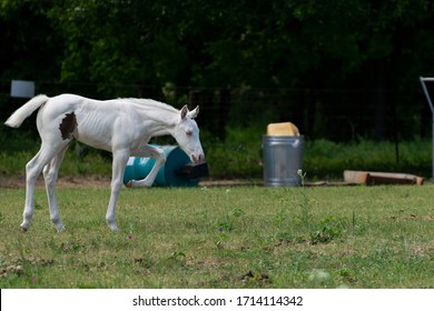 Beautiful, Snow White, Albino Baby Horse Walking Across A Ranch Pasture With Some Trees, A Barrel, A Trash Can, And Other Junk In The Background.