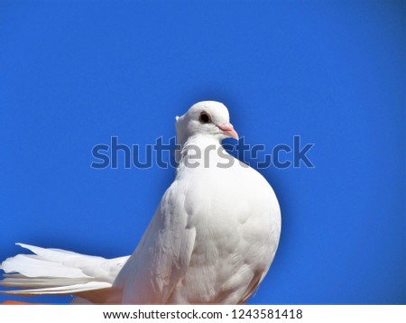 Similar – Image, Stock Photo Neckartiere River