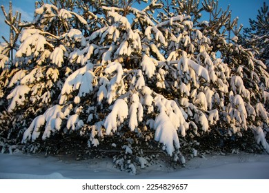 Beautiful snow-covered fir trees. Winter landscape under a sunny blue sky. There is a lot of white snow on the branches of trees.
 - Shutterstock ID 2254829657