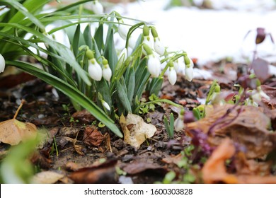 Beautiful snowdrop flower among the snow. Snowdrop forest. Magnificent view of snowdrop formation. A forest covered with snowdrops
