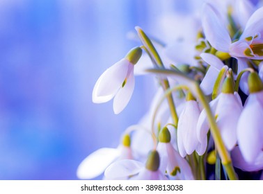 Beautiful snowdrop flower. Macro. Background