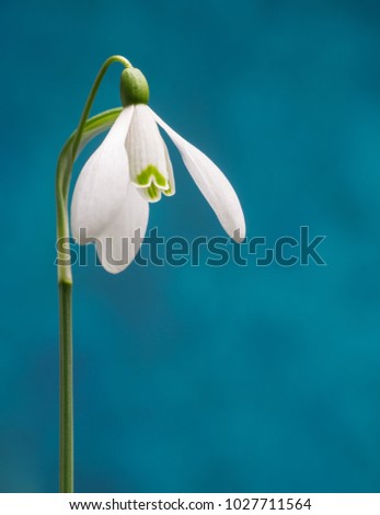 Similar – Image, Stock Photo spring bells Spring