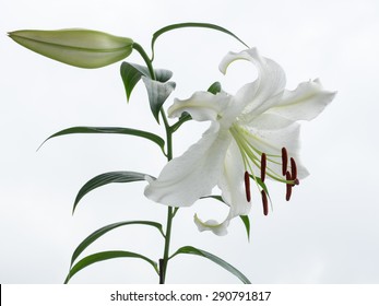 カサブランカ 花 の画像 写真素材 ベクター画像 Shutterstock
