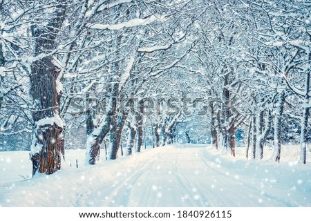 Beautiful snowy alley in the beginning of winter. Early morning in snowfall.