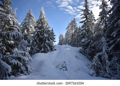 snowy evergreen forest