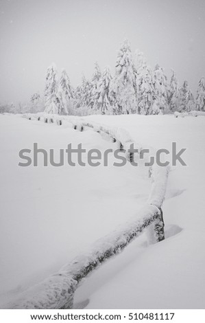 Foto Bild OH BÄUMEBAUM OH BÄUMEBAUM