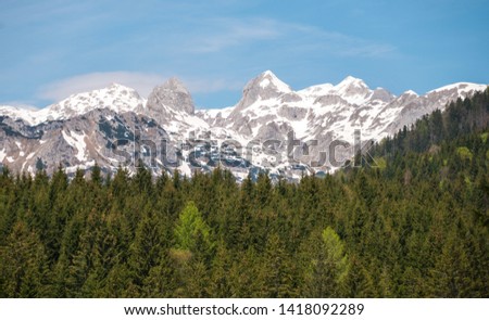 The beautiful snowy mountains with a thick green forest upfront