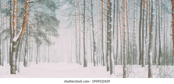 Beautiful Snowy White Forest In Winter Frosty Day. Snowing In Winter Frost Woods. Snowy Weather. Winter Snowy Coniferous Forest. Blizzard in Windy Day. Panorama Panoramic View. - Powered by Shutterstock