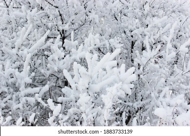 Beautiful snowy winter forest with trees covered with frost and snow close up. Nature winter background with snow-covered branches. white frost on trees, white drifts Road, trail in the winter forest - Powered by Shutterstock