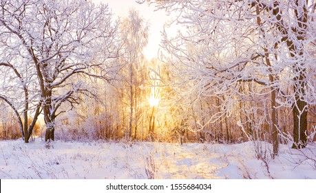 Beautiful Snowy Winter Landscape Panorama With Forest And Sun. Winter Sunset In Forest Panoramic View. Sun Shines Through Snow Covered Trees 