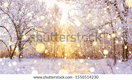 beautiful snowy winter landscape panorama with forest and sun. winter sunset in forest panoramic view. sun shines through snow covered trees 