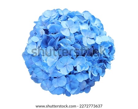 Beautiful soft blue hydrangea,(Hydrangea macrophylla) or Hortensia flower on white background with clipping path.