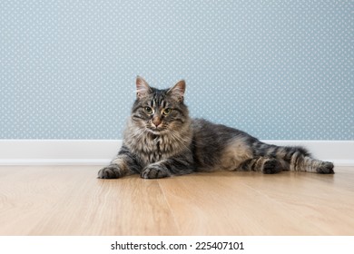 Beautiful soft cat relaxing on hardwood floor against dotted vintage wallpaper.