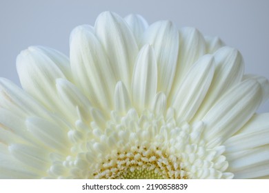 Beautiful Soft Close Up Photography of White Gerbera Flower or African Daisy Flower for Background and Wallpaper - Powered by Shutterstock