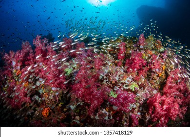 Beautiful Soft Corals On A Tropical Coral Reef (Richelieu Rock, Thailand)