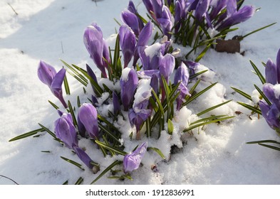 Beautiful Soft Lilac Crocuses Are Covered With White Snow, Snow Fell In Spring, Flowers Under Snow In The Morning, Dawn, Bright Sun.