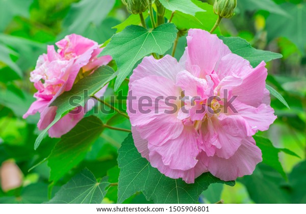 Beautiful Soft Pink Flower Cotton Rose Stock Photo Edit Now