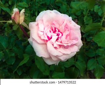 Beautiful soft pink rose