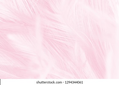 Beautiful Soft Pink Vintage Color Trends Stock Photo 1294344061 ...