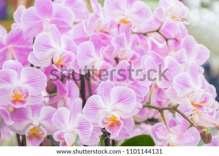 Beautiful soft pink and violet or Phalaenopsis or Moth dendrobium orchid,tropical flower with small petals , plant growing and blooming in green house in spring season to show to tourist, love concept
