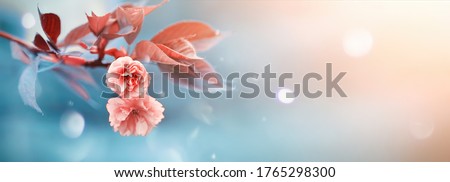 Beautiful soft spring background. Pink flowers on cherry tree branch on blue and pearl pastel background, soft focus macro. Expressive artistic image of spring nature, ultra wide format. Copy space.