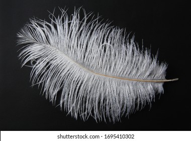 Beautiful soft white feather. Feather of an ostrich, a swan. floating in the air isolated on a black leather background. A symbol of lightness, innocence, paradise, literature and poetry. - Shutterstock ID 1695410302