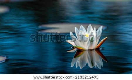 Beautiful solitary European white water lily (Nymphaea alba) floating on calm waters in a beautiful bog in central Estonia. Beautiful reflections and a floating leaf on the water can be seen.