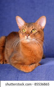 Beautiful Somali Male Cat Lying On Blue Sofa And Looking Aside. He Could Be Recognise As Abyssinian Too. He Has Big Ears And Wild Expression.