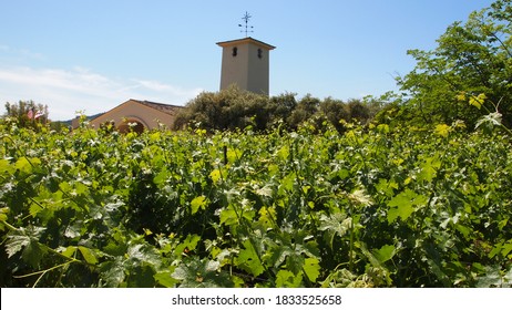 Beautiful Sonoma County Winery Landscape.