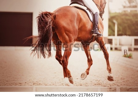 A beautiful sorrel horse with a rider in the saddle gallops quickly through the arena for dressage competitions on a sunny day. Equestrian sports. Horse riding. Selective focus.