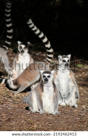 Beautiful South African Lemur Monkey on trees