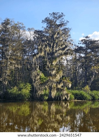 Beautiful South Louisiana Nature Photos 