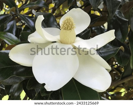 Beautiful Southern Magnolia grandiflora Blossom - Huge White Blooms 