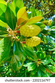 The Beautiful Southern Magnolia Tree In Milan