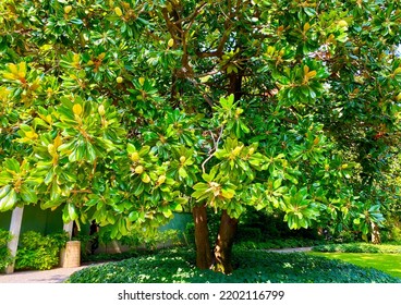 The Beautiful Southern Magnolia Tree In Milan