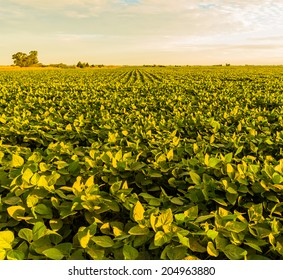 A Beautiful Soybean Field At Dawn.