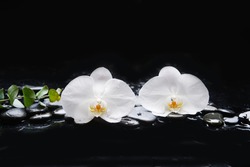 Beautiful Spa Concept Of Two White Orchid Flower And Green Eucalyptus, Leaf On Pile Of Black Zen Stones 



