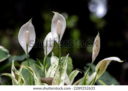 Beautiful spadix flower in the garden, selective focus