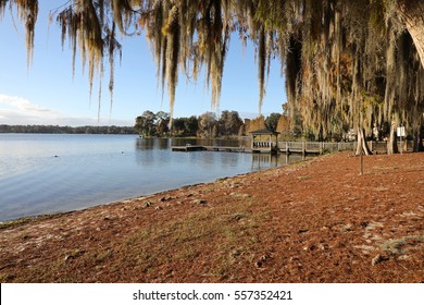 Beautiful Spanish Moss Hanging From Ancient Trees, In Winter Park, Florida Along The Shore Of Lake Virginia, Near The Rollins College Campus, North Of Orlando.