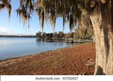 Beautiful Spanish Moss Hanging From Ancient Trees, In Winter Park, Florida Along The Shore Of Lake Virginia, Near The Rollins College Campus, North Of Orlando.