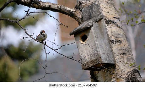 Beautiful Sparrow Finding His Way Into A Backyard Birdhouse On A Birch Tree