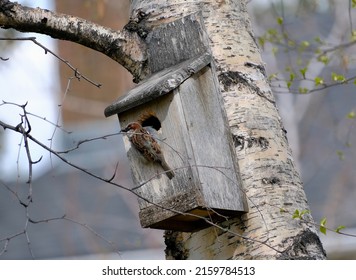 Beautiful Sparrow Finding His Way Into A Backyard Birdhouse On A Birch Tree