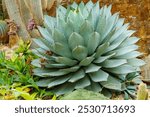 A beautiful specimen of Agave parryi var. huachucensis, synonym Agave huachucensis. It is commonly known as the Huachuca agave