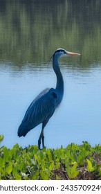 Hermoso ejemplar de una gran garza azul en un humedal en Florida, Estados Unidos
