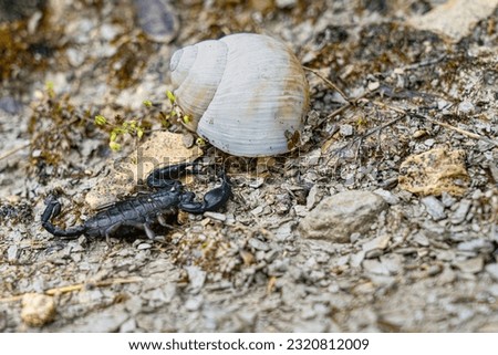 

A beautiful specimen of the Italian scorpion (Euscorpius italicus). This 5 cm black scorpion examines an empty cochlea of ​​the vineyard snail. The sting is harmless but feels like a bee sting.