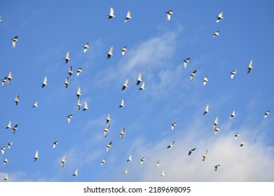 The Beautiful Spectacle Of Nature, The Flocking Of The White Herons At The End Of The Afternoon. City Of Iretama, Paraná, Brazil. Wallpaper.