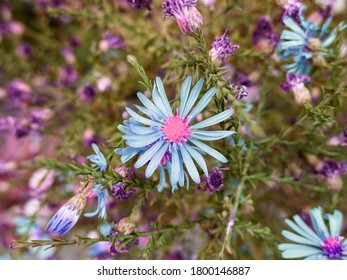 Beautiful And Spectacular Aromatic Aster.