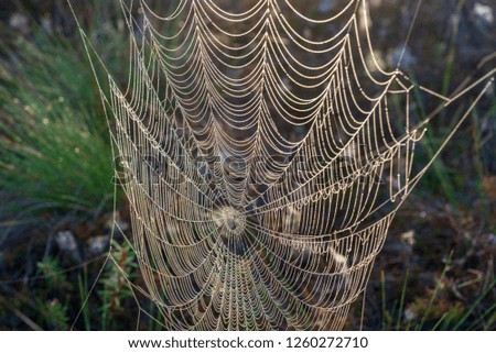 beautiful spider cob webs in swamp in late autumn with morning dev drops in misty forest