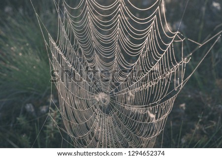 beautiful spider cob webs in swamp in late autumn with morning dev drops in misty forest - vintage retro look