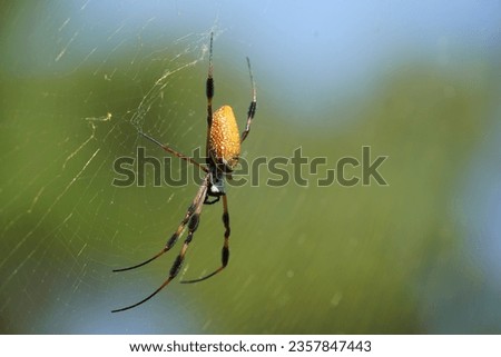 Beautiful spider on the cobweb with natural bokeh background